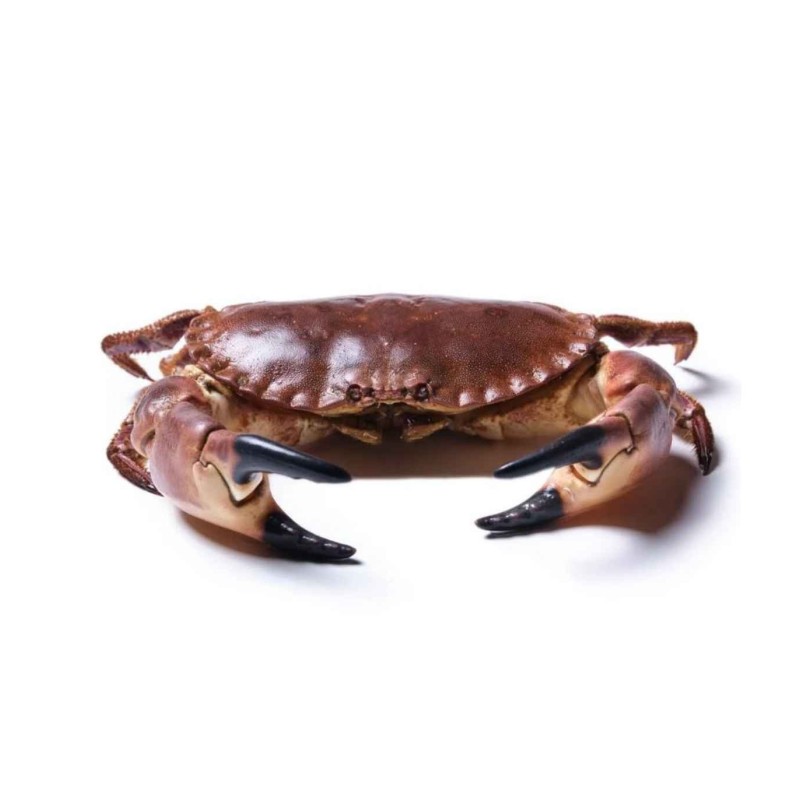 Buey gigante de mar del Cantábrico | comprar buey de mar | Comprar masera