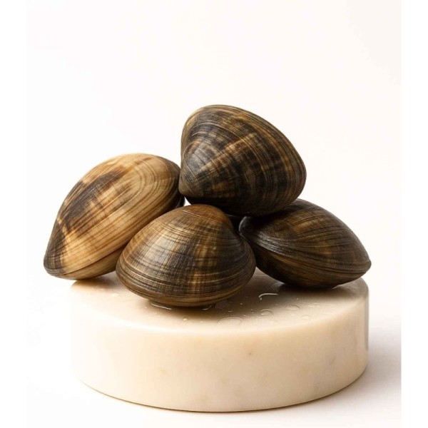 Comprar Almeja fina gallega extra+