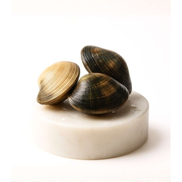 Almeja fina gallega extra