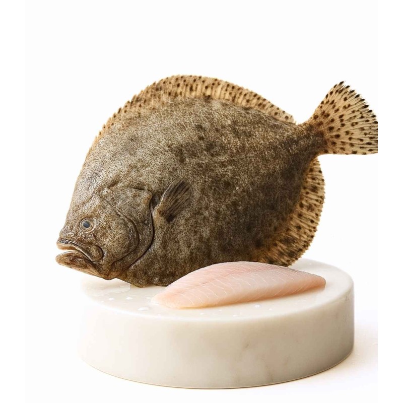 comprar rodaballo online