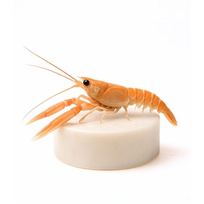 cigala pequeña del cantábrico