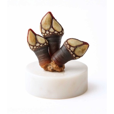 Percebe gallego gordo | comprar percebe online | comprar percebe gallego