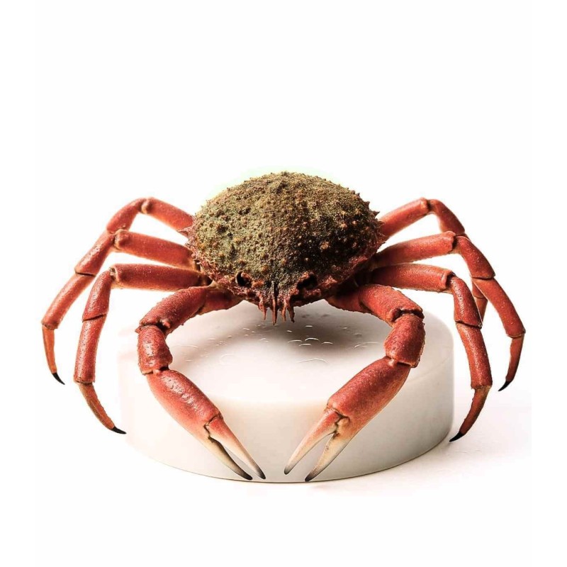 Centollo de las rías gallegas