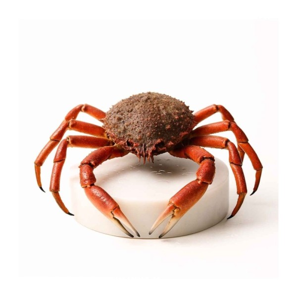 Comprar Centollo del Atlántico online