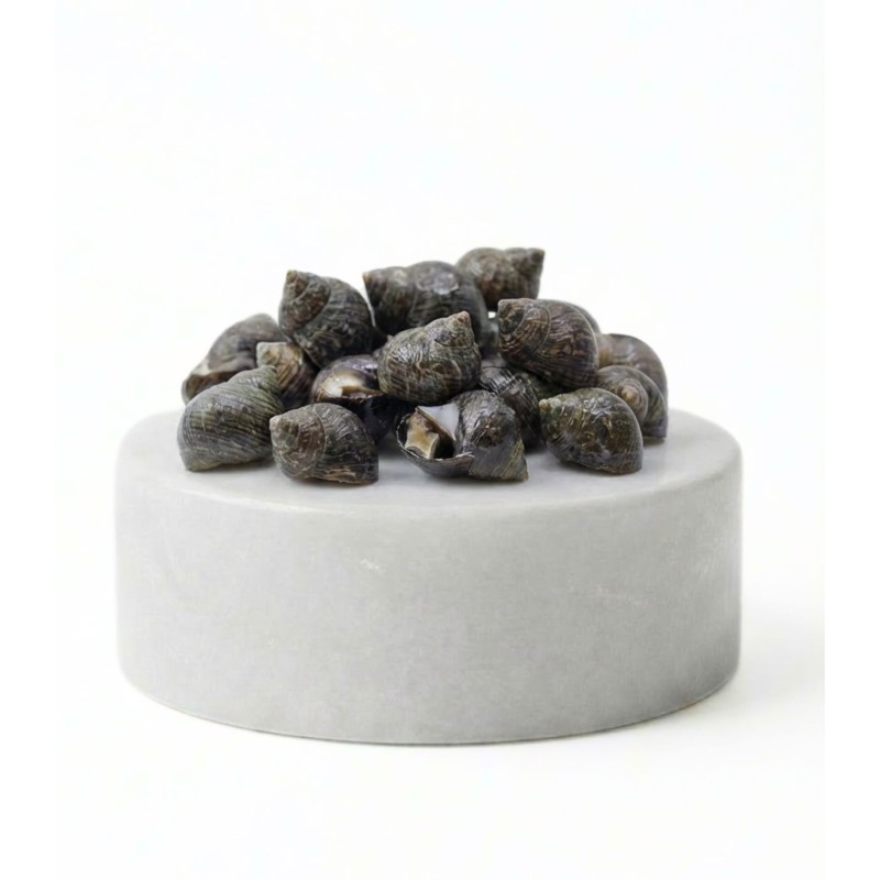 Comprar caracolillos o bígaros online | Pescadería online