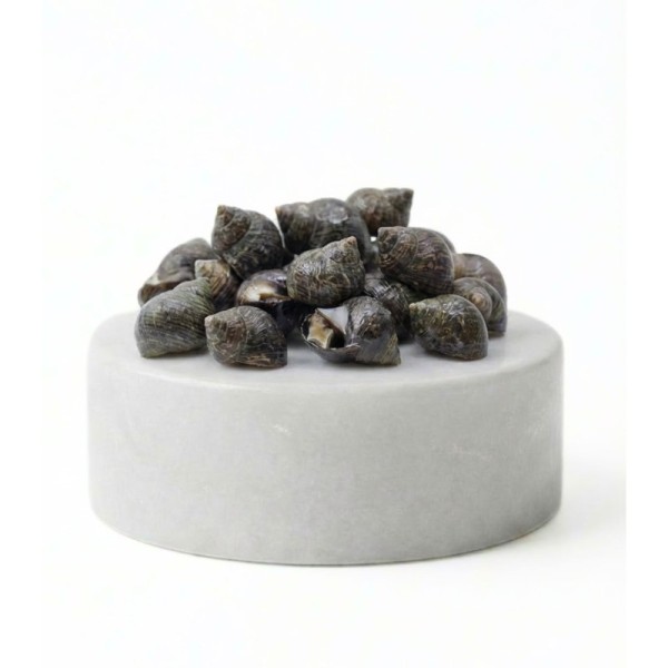 Comprar caracolillos o bígaros online | Pescadería online