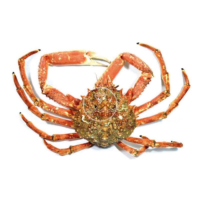 Comprar centollo del Atlántico