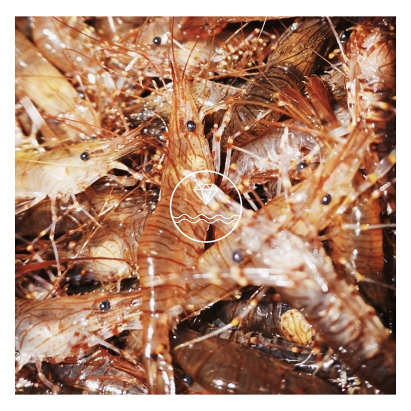 Comprar camarón especial de la ría | Comprar camarones | Envío en 24 horas