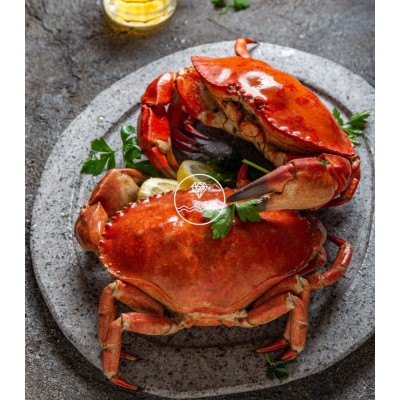 buey de mar gigante del cantábrico emplatado