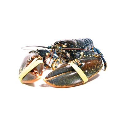 Comprar Bogavante del Cantábrico