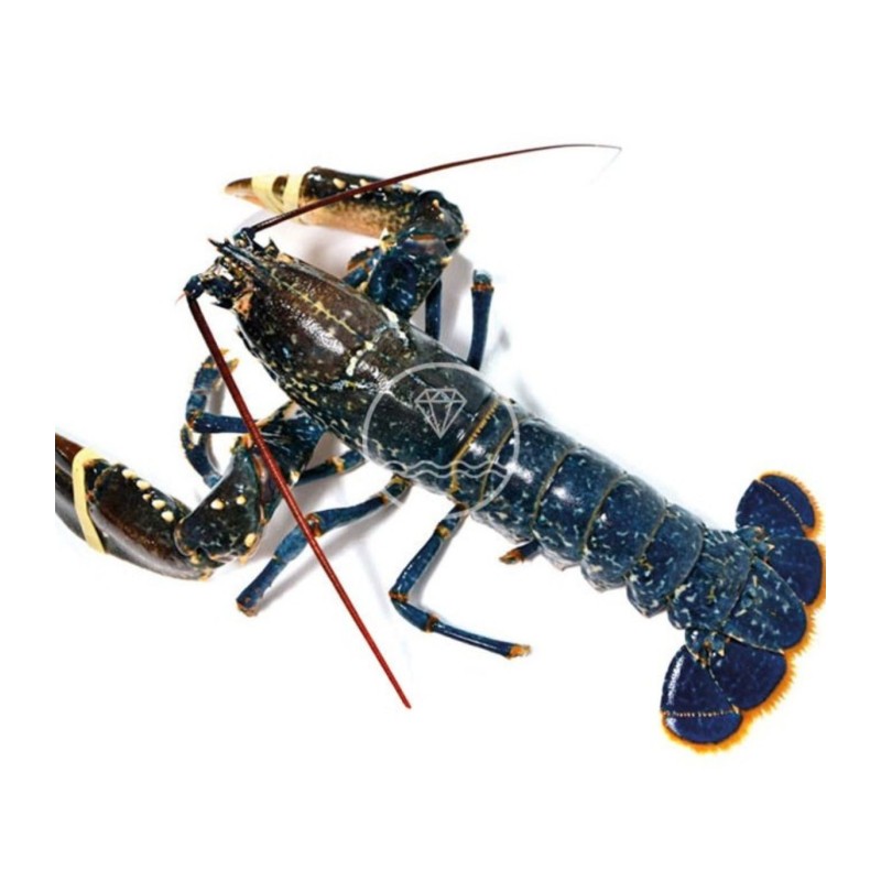 Bogavante del Cantábrico | Cómpralo Fresco o Cocido | Envío 24h