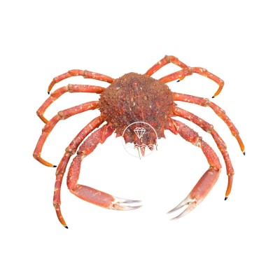 Comprar centollo del Atlántico