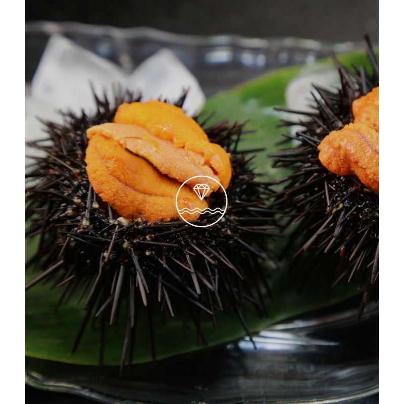 Comprar erizo de mar