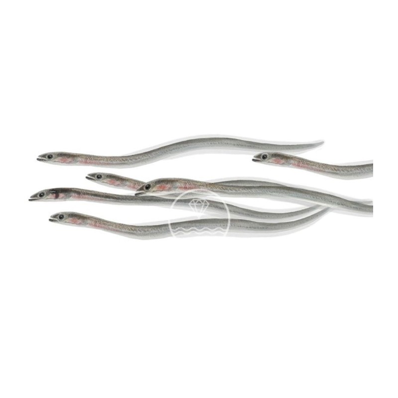 comprar Angulas de Aguinaga