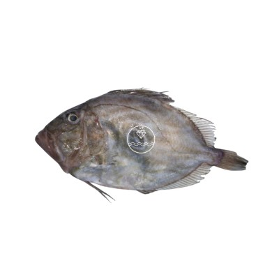 Comprar gallo san Martín o san Pedro online