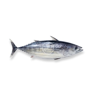 Comprar Bonito del Cantábrico online |  Bonito del norte online