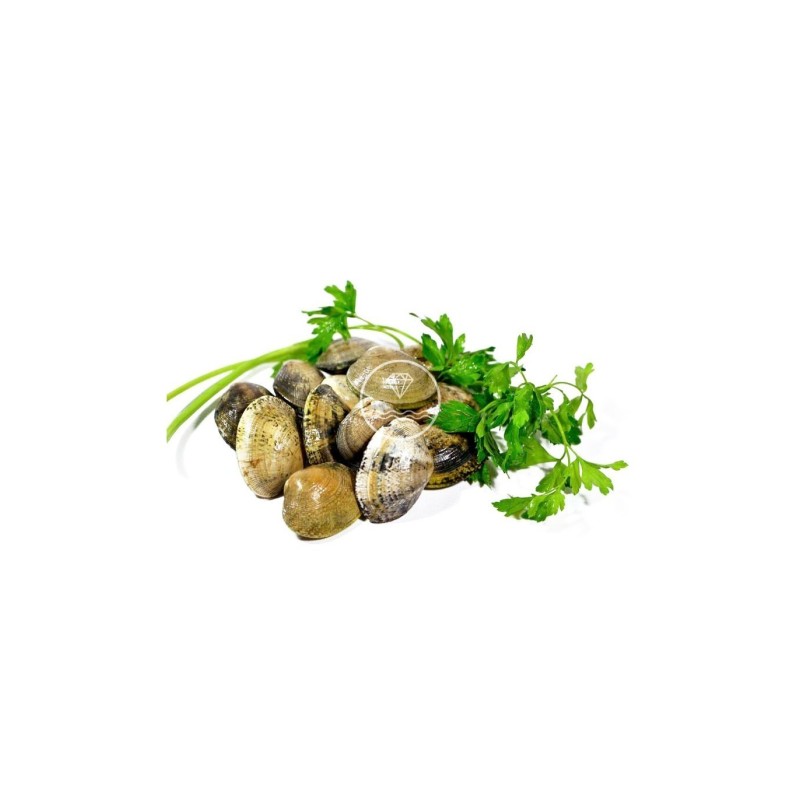 Comprar almeja fina gallega mediana