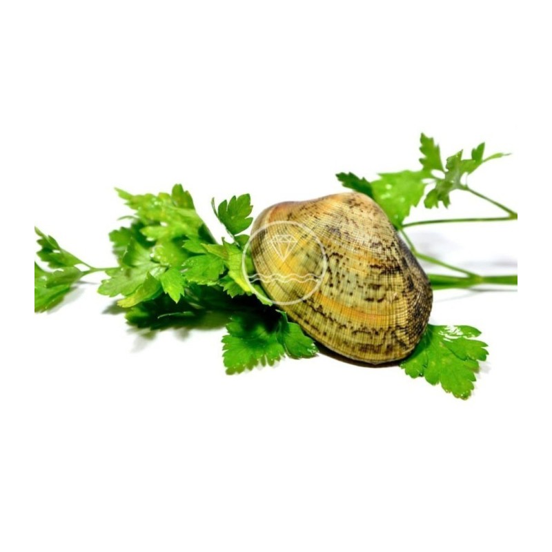 Almeja fina gallega extra