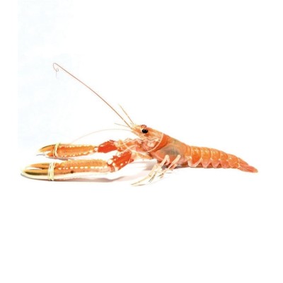 Cigala del Cantábrico mediana online