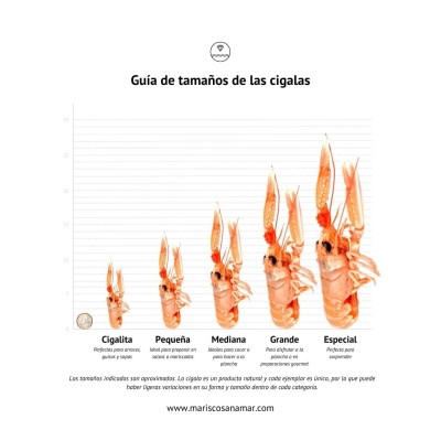 Comprar Cigalitas | Mariscos a domicilio | Envío en 24 horas