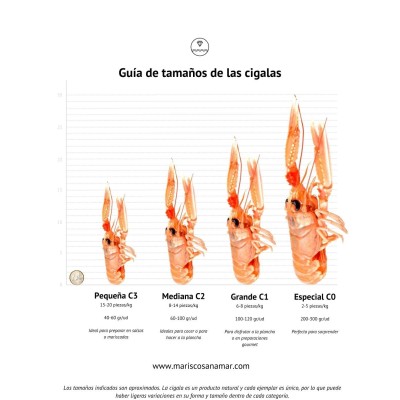 Comprar cigala viva del Cantábrico | Marisco Gallego a domicilio | ¡Compra ahora!