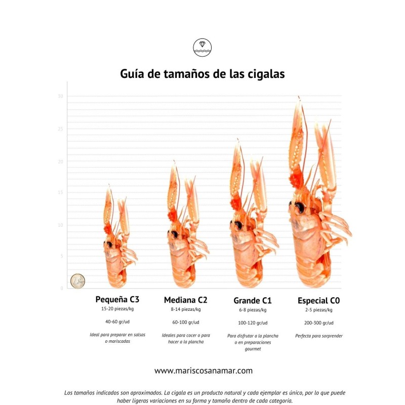 Comprar cigala viva del Cantábrico | Marisco Gallego a domicilio | ¡Compra ahora!