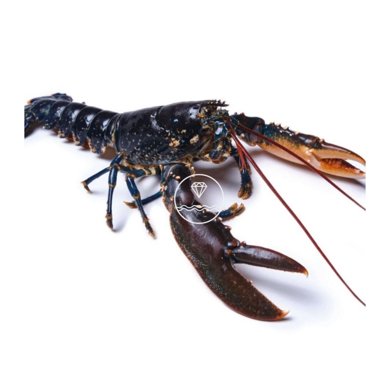 Bogavante de la Mariscada en familia de Mariscos Anamar