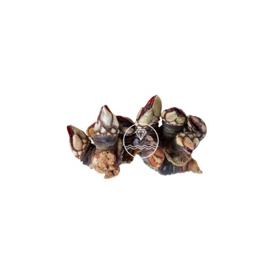 comprar percebes online | percebe mediano | percebe gallego
