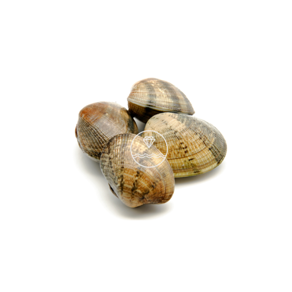 Almeja fina gallega grande | Comprar almejas online